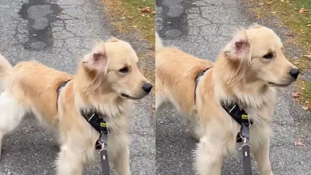 Golden Retriever Refuses to Shake Paws With Halloween Skeleton
