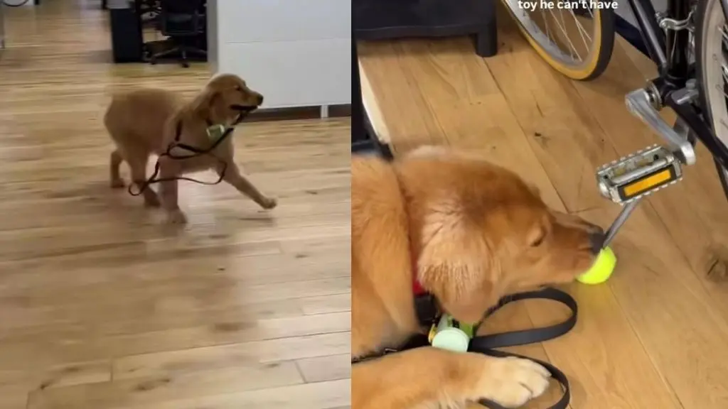 Golden Retriever Refuses To Leave Tennis Ball At Office