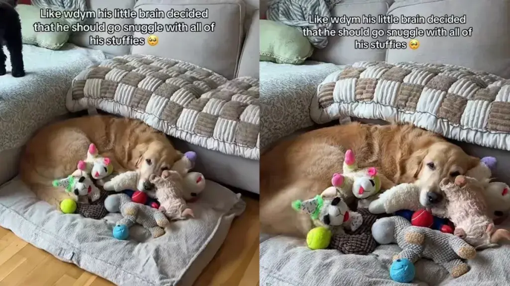 A Golden Retriever Creates a Cozy Cuddle Nest for Naptime