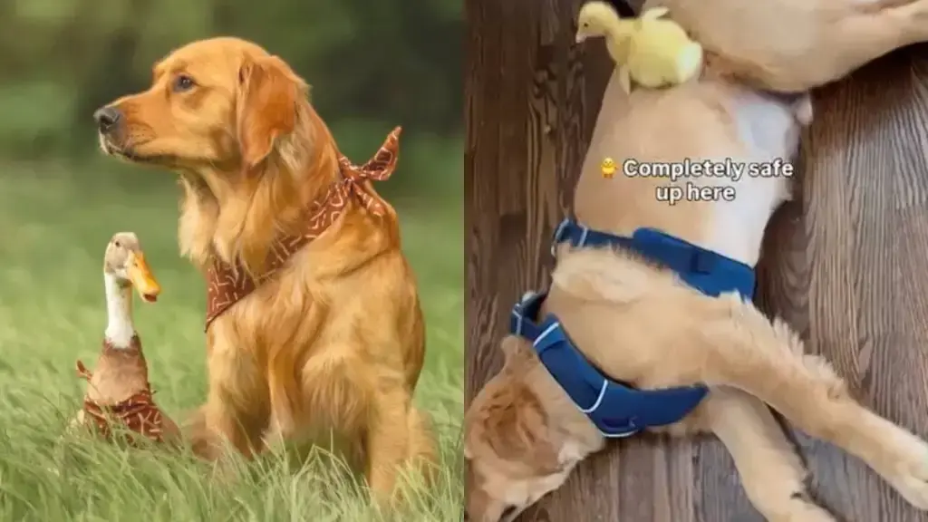 Golden Retriever Serves as Duck’s Favorite Perch Since Duckling Days