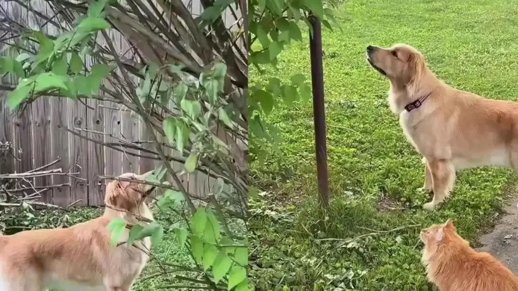 Golden Retriever Joins Cat Friend for Garden Bird-Watching Session