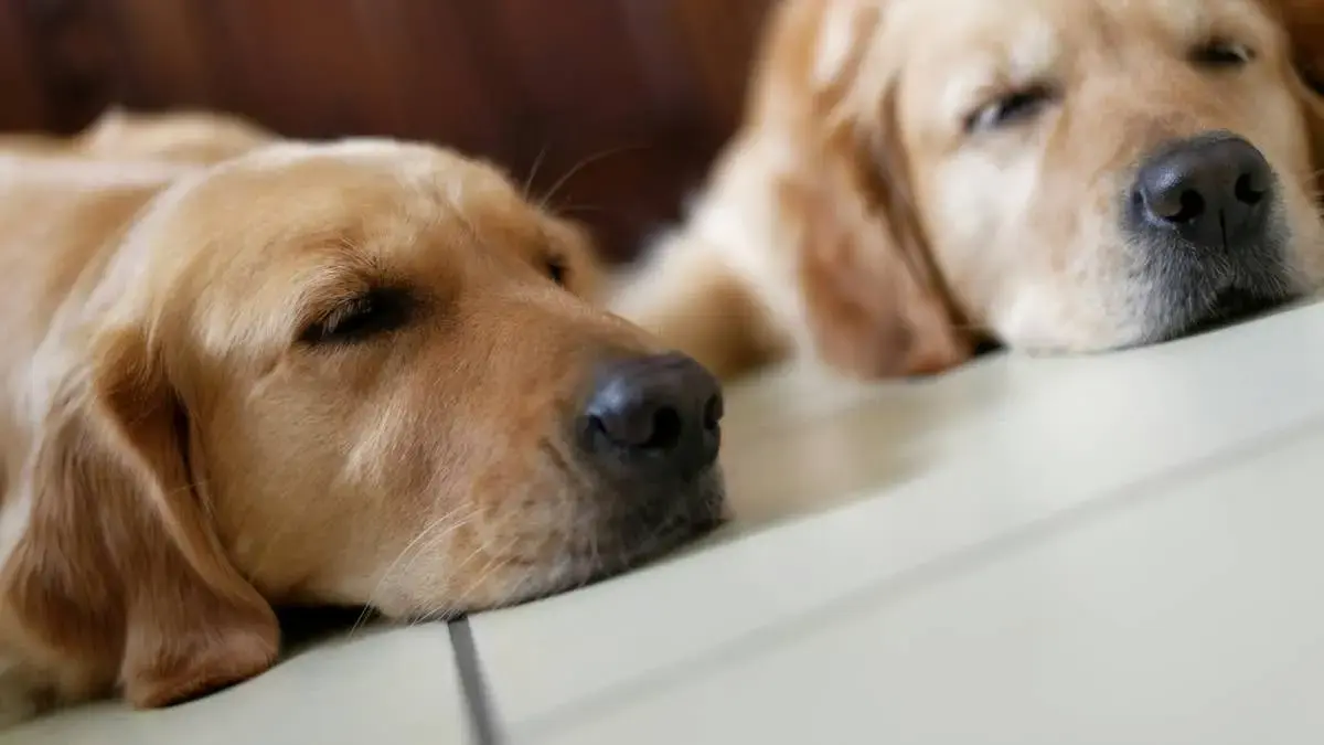 Golden Retriever Siblings Display Perfect Color Gradient in Viral Sleeping Video