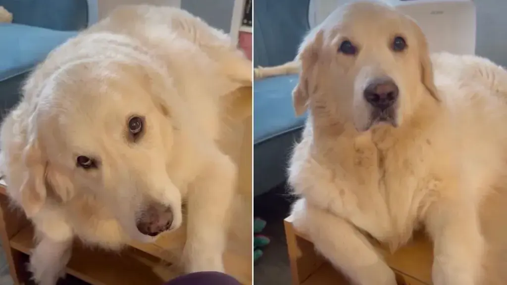 Golden Retriever Stares at Owner Like Sharing Breakfast Should Be Obvious