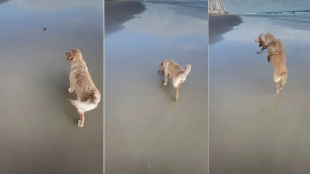 Golden Retriever Gets the Surprise of Her Life During a Curious Encounter With a Crab