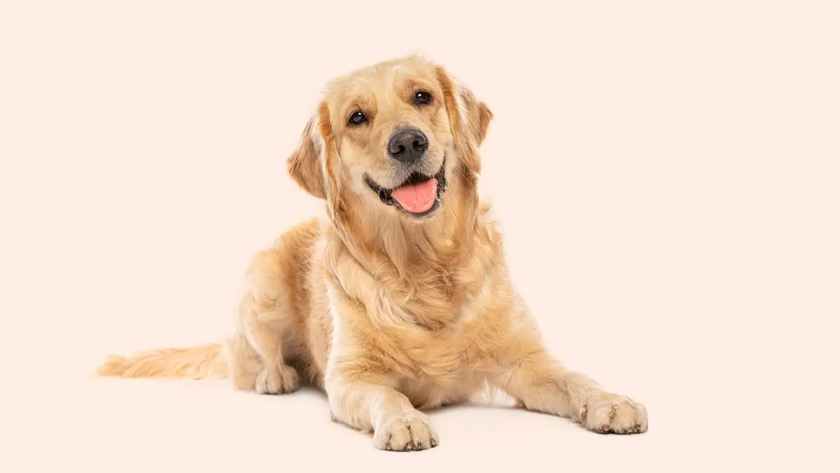 Golden Retriever Throws an Epic Tantrum Because He Doesn't Want to Leave Day Care