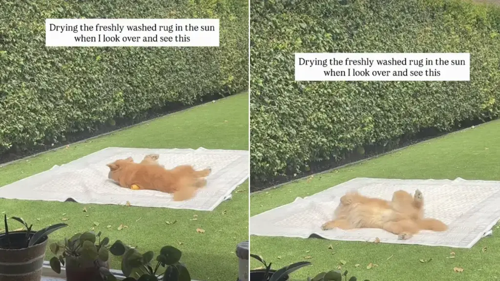 Golden Retriever Transforms Clean Rug Into Muddy Playground