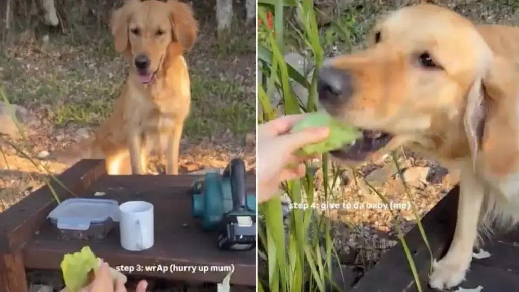 Golden Retriever Goes Viral After Devouring Homemade Barbecue Snack