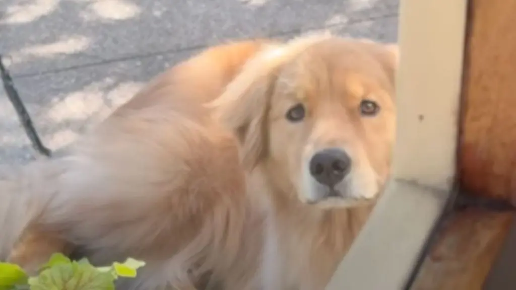 Golden Retriever Waits Patiently Outside Coffee Shop for Owner