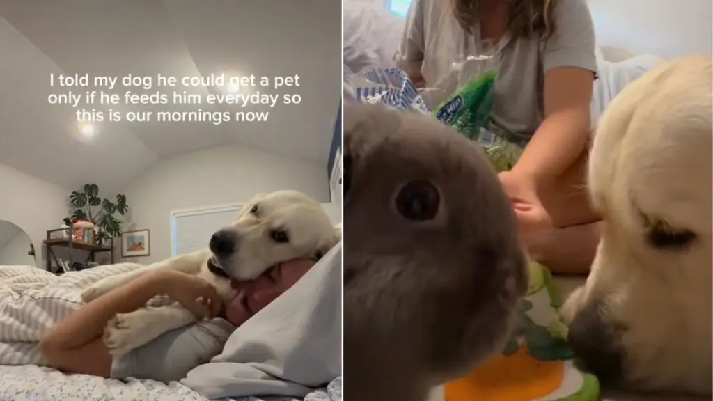 Golden Retriever Devotes Mornings to Watching Rabbit Eat Breakfast