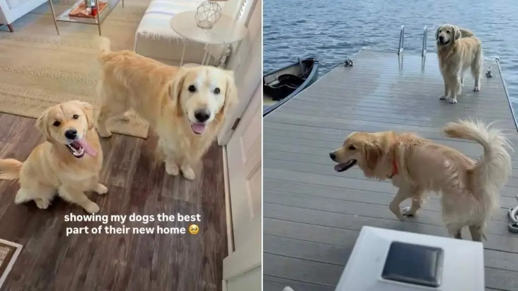 Golden Retrievers Find Their Dream Lakefront Home
