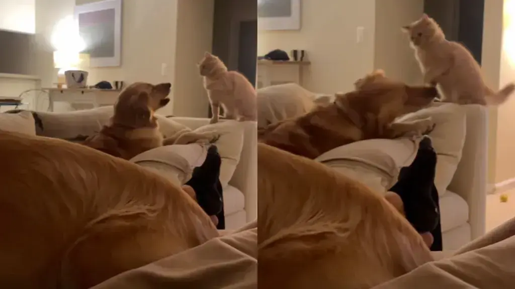 Golden Retriever’s Friendship Plans Survive Every Playful Slap From Cat