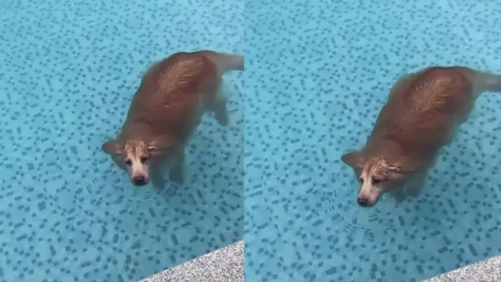 Golden Retriever’s Pool Swim Goes Viral for Resembling a Seal
