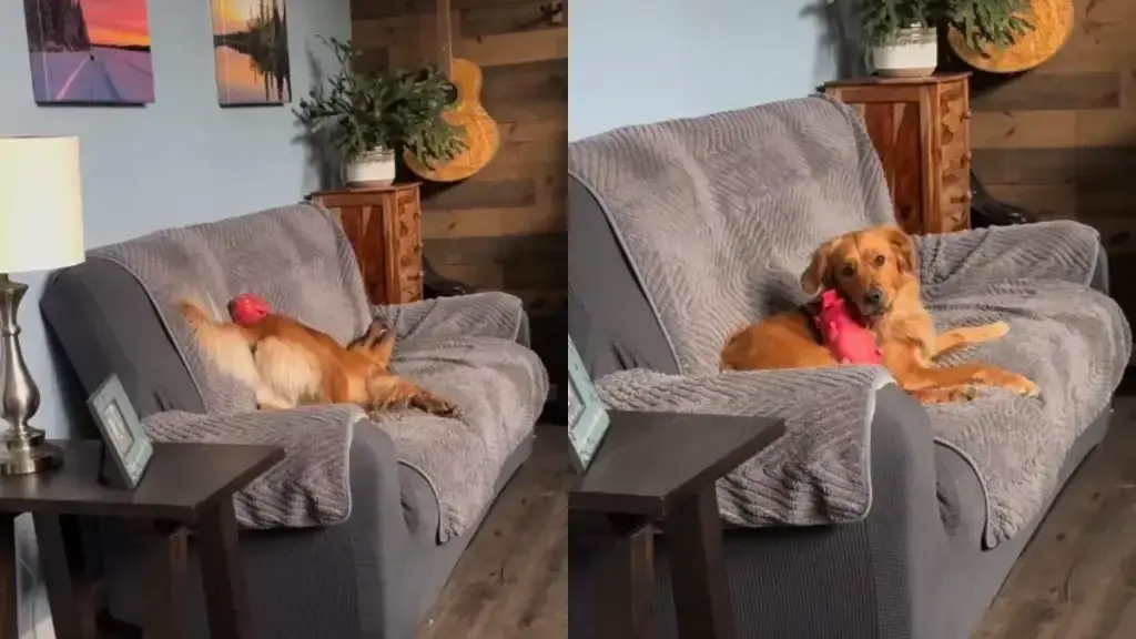 Golden Retriever's Squeaky Toy Excitement Goes Viral