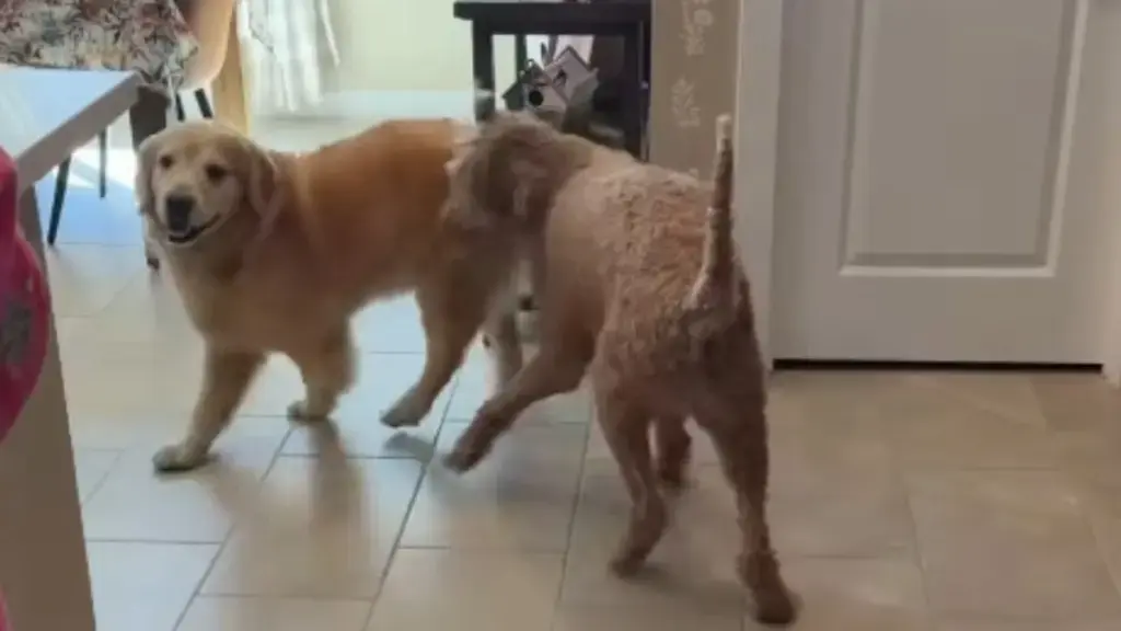 Golden Retriever’s Treat Obsession Turns Neighborhood Visit Into Snack Raid