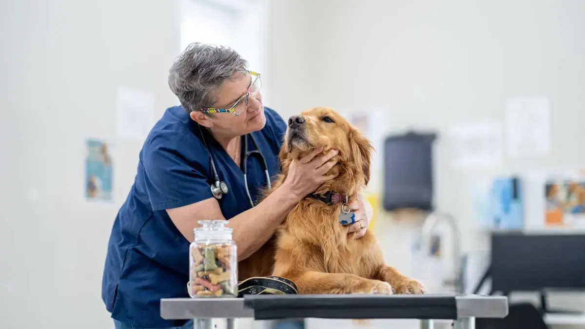 Golden Retriever’s Vet Visit Turns Viral Comedy Moment