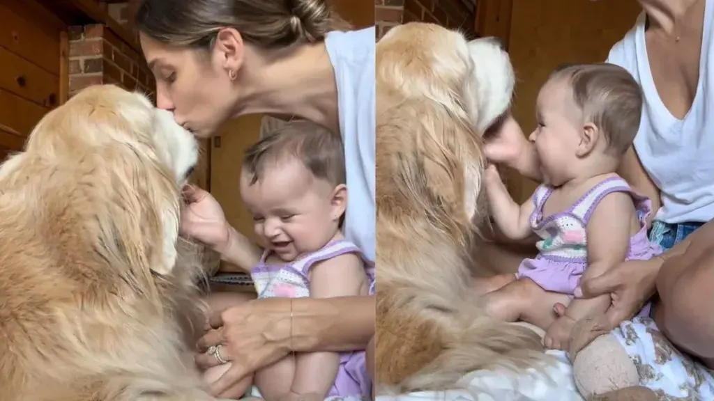 A Mother's Heart Melts For Her Golden Retriever And Child