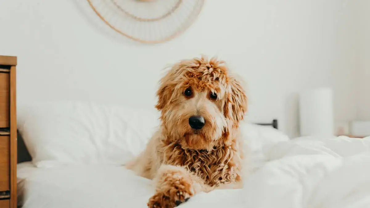 Goldendoodle Takes Kitten Duty While Mom Cat Rests
