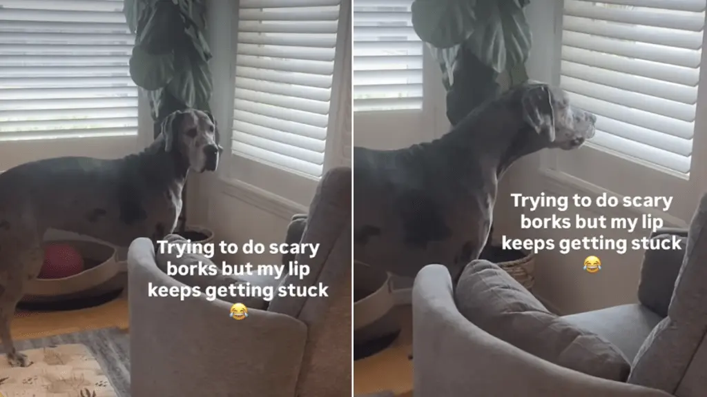 Great Dane Luna’s Lip‑Caught‑In‑Teeth Bark Turns Scary Attempt into Comedy