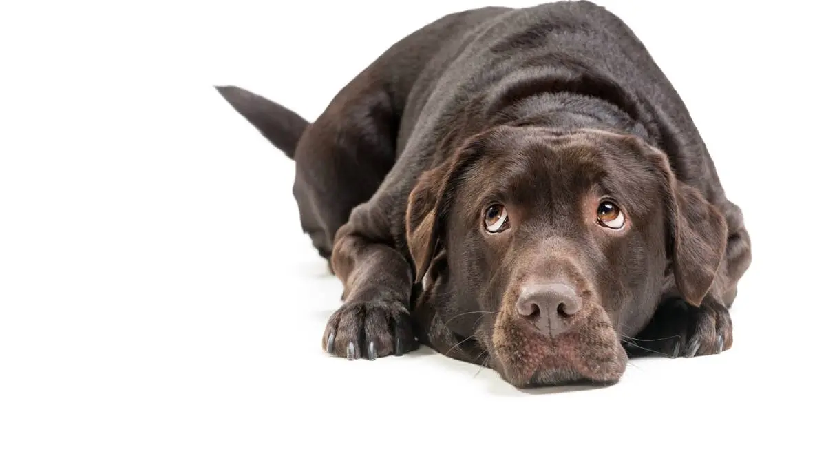 Guilty Canine Caught Red-Handed With Morning Brew