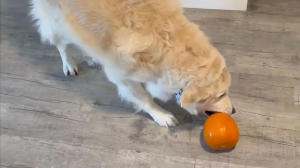 Gus the Golden Retriever Mix