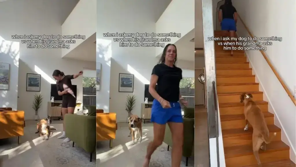 Harvey the Pit Bull Shows Clear Preference for Grandma Over Mom