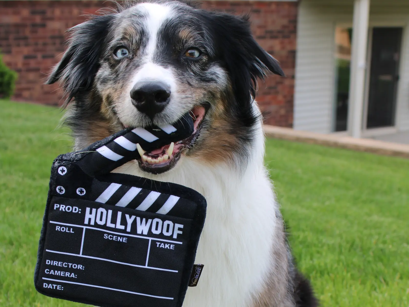 Healed by a Dog Named Scar: A Story of Unseen Rescue