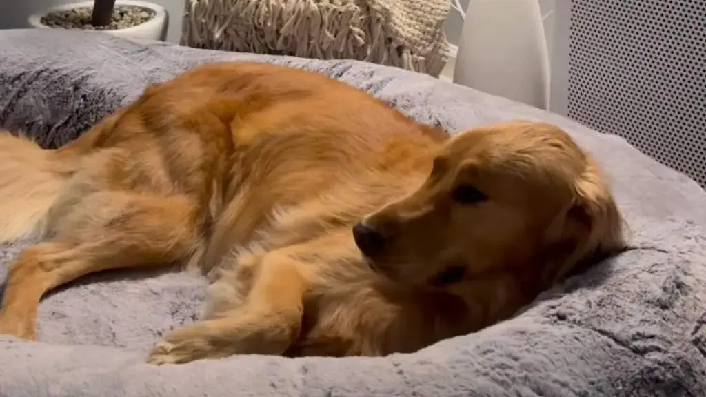 Healing with a Hug After Surgery
