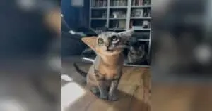 Triangular-Faced Cat Herby Becomes Viral Sensation After Foster Fail