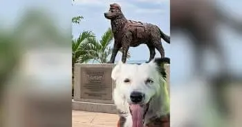 Hero Dog Tsunami Saved Lives, Now His Legacy Is Set in Stone