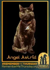 Honoring Lost Companions Through Pet Adoption Advocacy