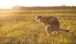 How Probiotics Strengthen Your Dog's Immune System and Digestive Health