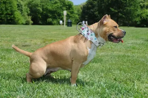 How To Detect & Prevent Urinary Tract Infections in Dogs