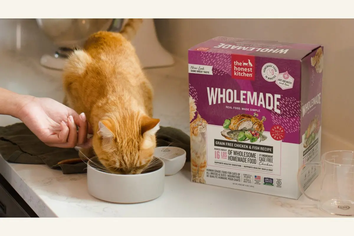 Dried Cat Food: Benefits, Safety, and How to Choose the Right Option