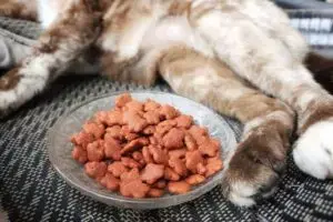 Hydrating Dry Cat Food: A Simple Guide for Better Feline Health