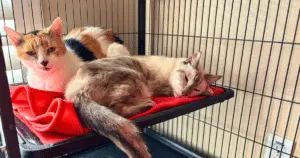 Delivery of Supplies Brings Comfort to Cats at Karlee's Angels Sanctuary