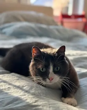 The Benefits of Choosing In-Home Care for Your Feline Companion