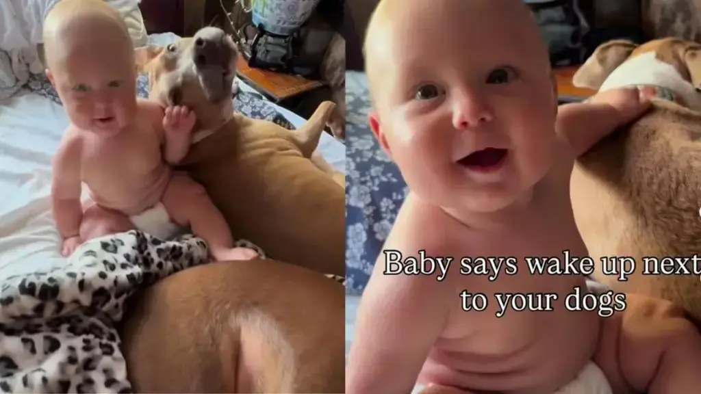 Infant Greets Rescue Dogs With Gentle Petting Before Starting Day