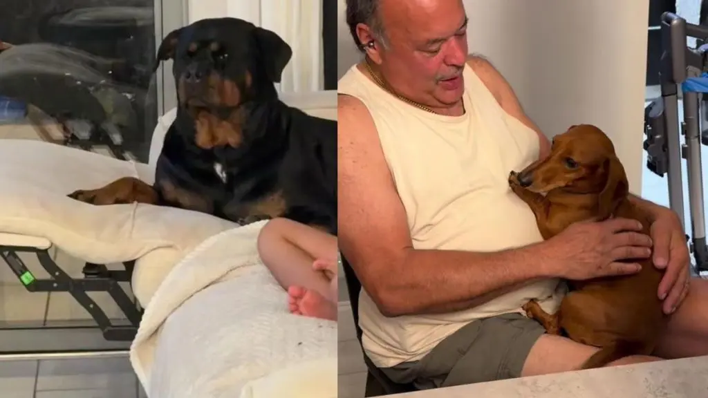 A Jealous Rottweiler Confronts Her Grandfather Over Affection