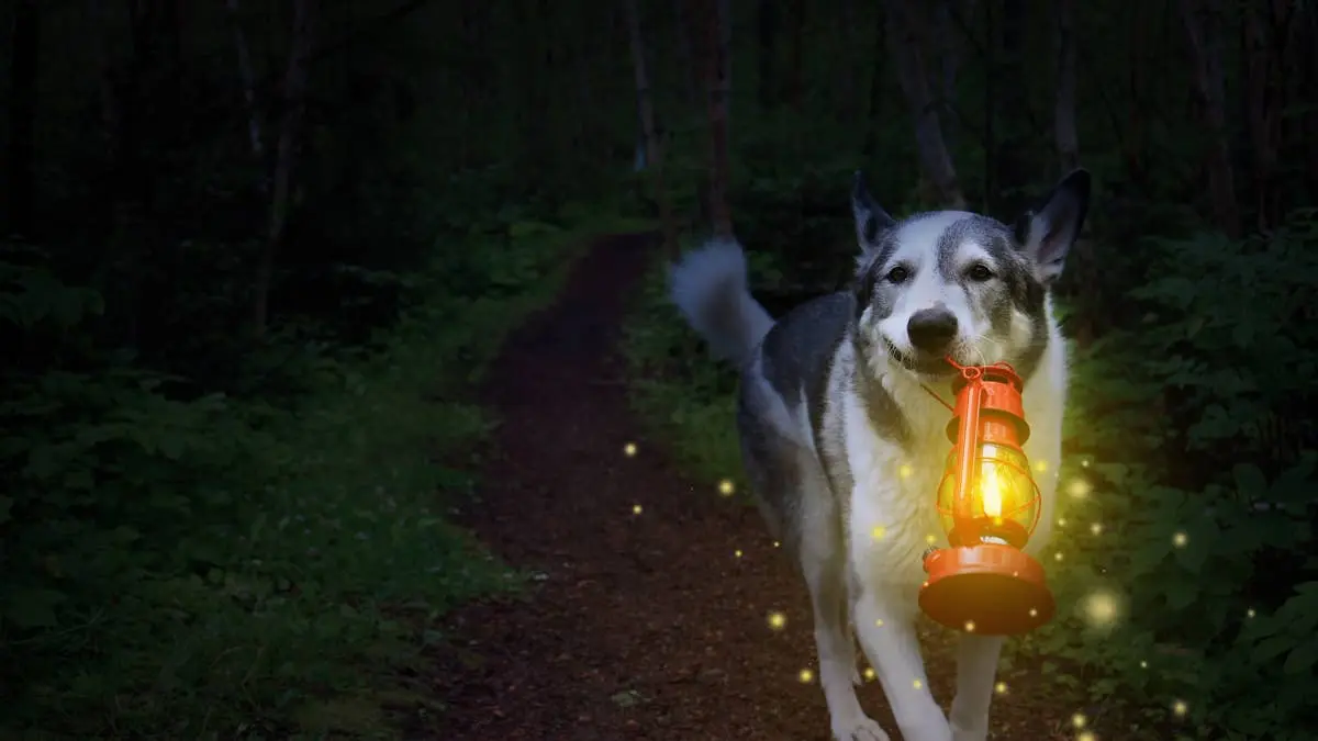 Joyride Dogs Introduces Glow-in-the-Dark Halloween Harnesses for Festive Evening Walks