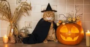 Halloween Cat Toys and Treats Let Felines Join the Festivities