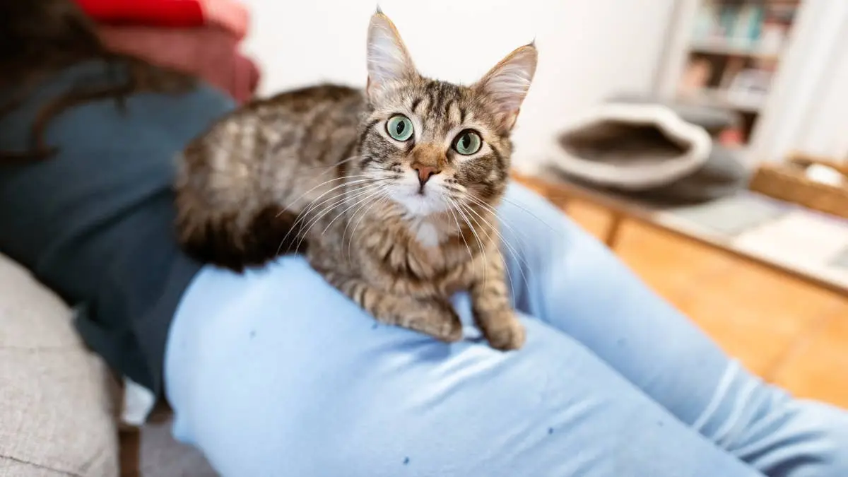 Nearly Half of Americans Won’t Foster a Shelter Pet Because of One Common Misconception