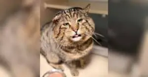 Shelter Cat's Grumpy Face Hides a Soft Heart