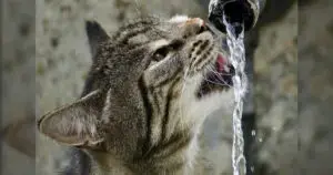 Keeping Feline Water Fountains Flowing Smoothly