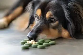 Keeping Your Aging Dog Mentally Sharp Through Natural Care