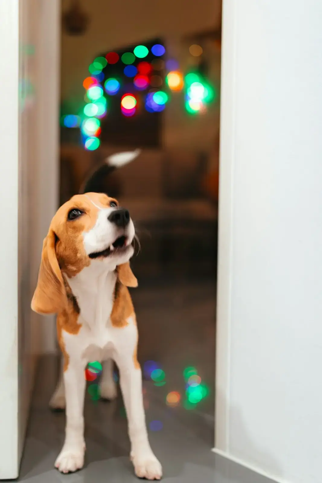 Keeping Your Dog Calm During Tonight’s Fireworks