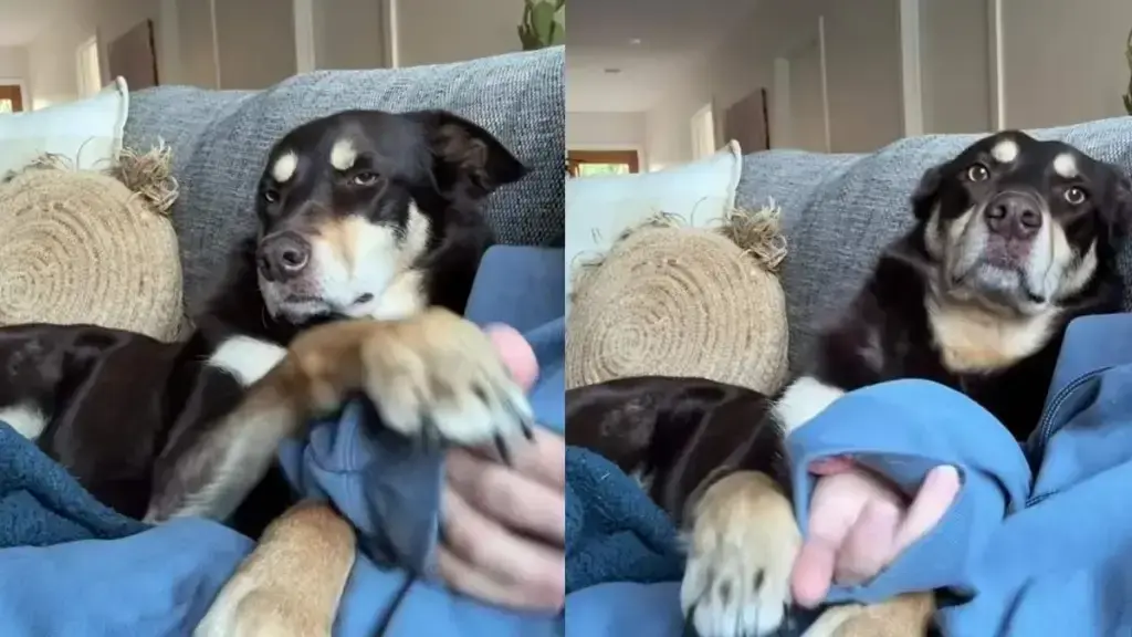 Kelpie Mix Masters the Art of Couch Negotiations
