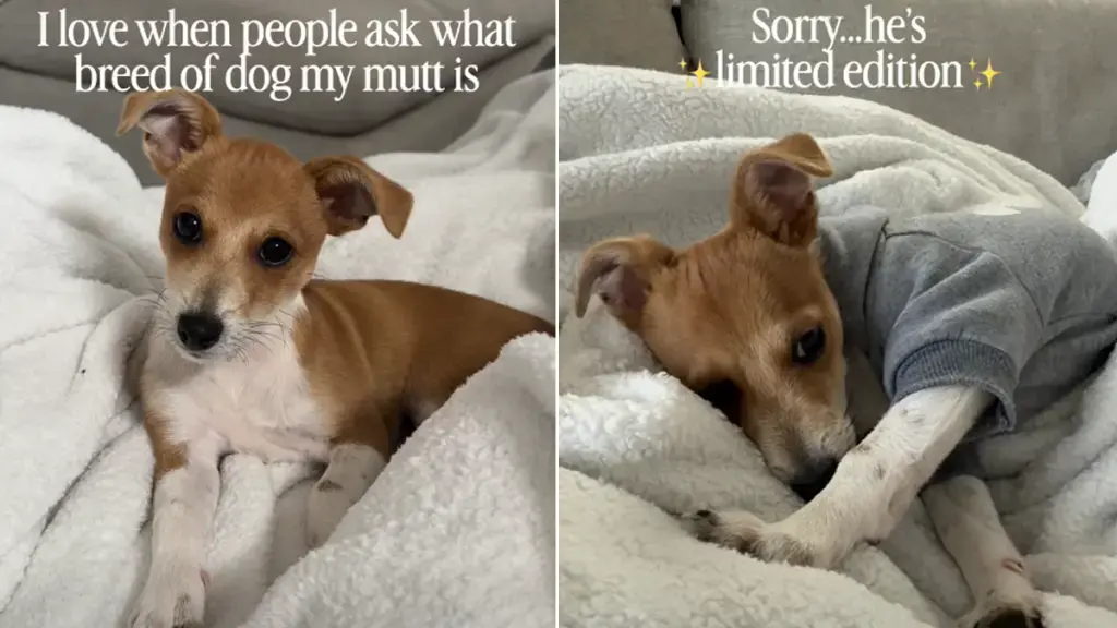 Kenzo’s Family Declares Breed Labels Irrelevant for Their Rescue Dog