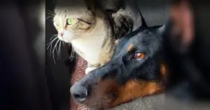 Kitten Adopted by Doberman Develops Distinctly Canine Behaviors