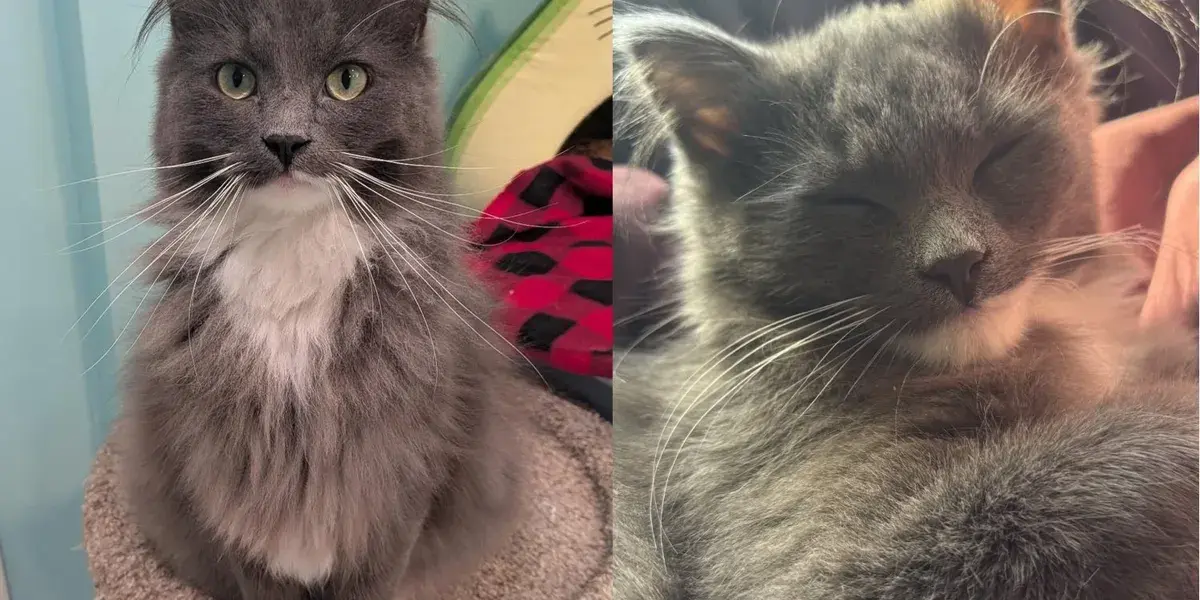 Kitten Found Alone Outside at a Month Old Can Go From Lap-Melting Cuddles to Full Chaos in a Minute
