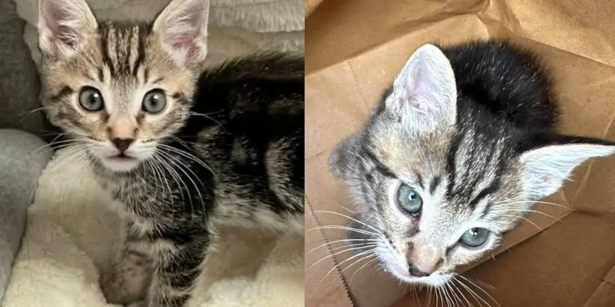 Kitten Carried Into Rescue in Crumpled Paper Bag Finds New Hope